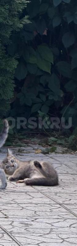 Отдам в добрые руки котенка ! - Орск