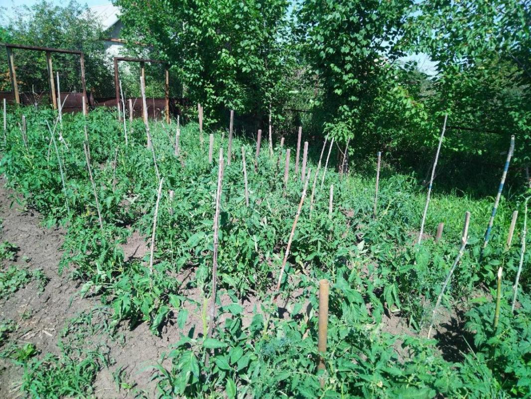 Продам в сентябре сад, после сбора урожая и уборки. - Орск
