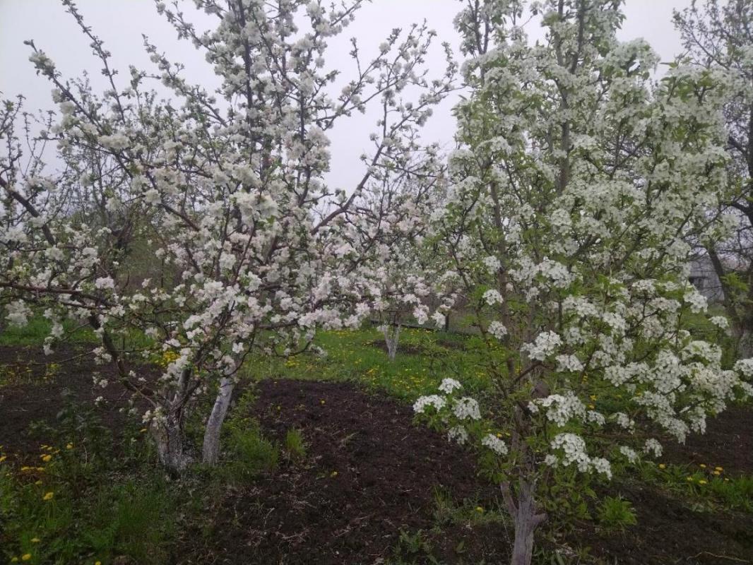Продам в сентябре сад, после сбора урожая и уборки. - Орск