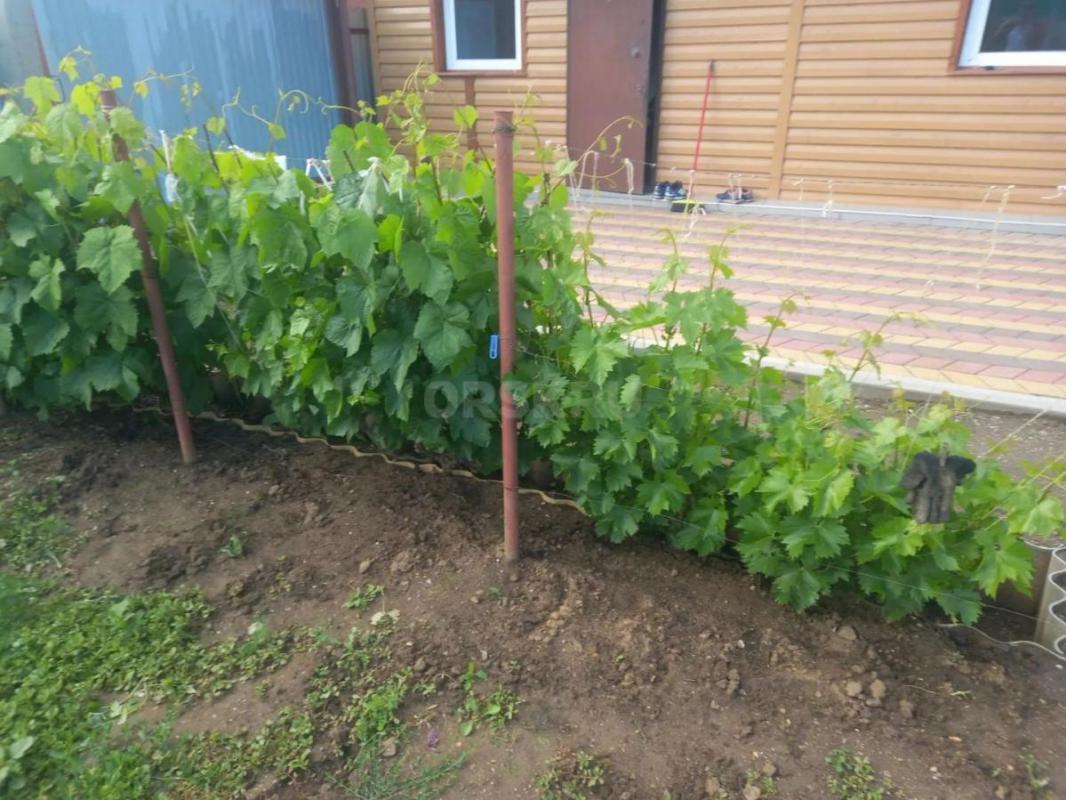 Продам сад в СНТ Ударник,площадь 5.3,все насождения,дом 27 кв. - Орск