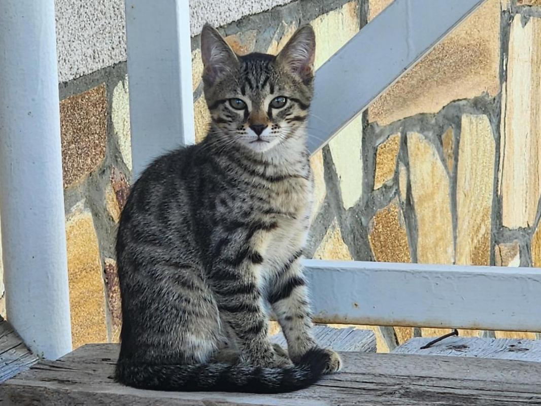 Отдам в хорошие руки котенка. - Орск