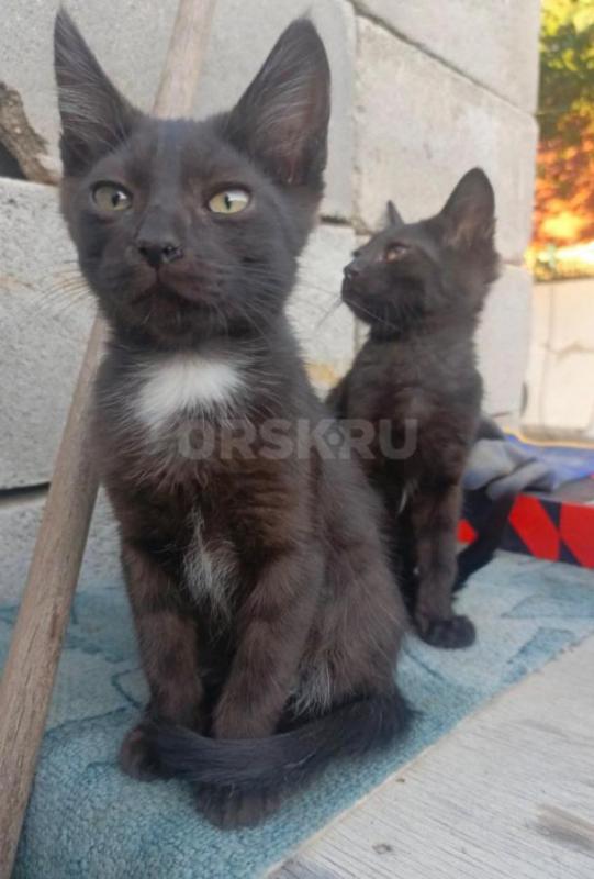 Котята в добрые руки
2 мальчика, к лотку приучены, едят самостоятельно - Орск