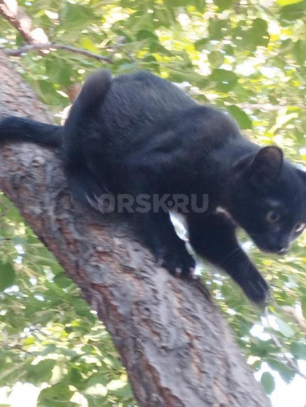 Маленький шкодный котенок ищет дом и заботливых и любящих хозяев. - Орск
