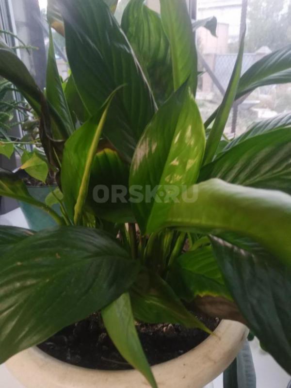 Продам цветы и отростки. - Орск