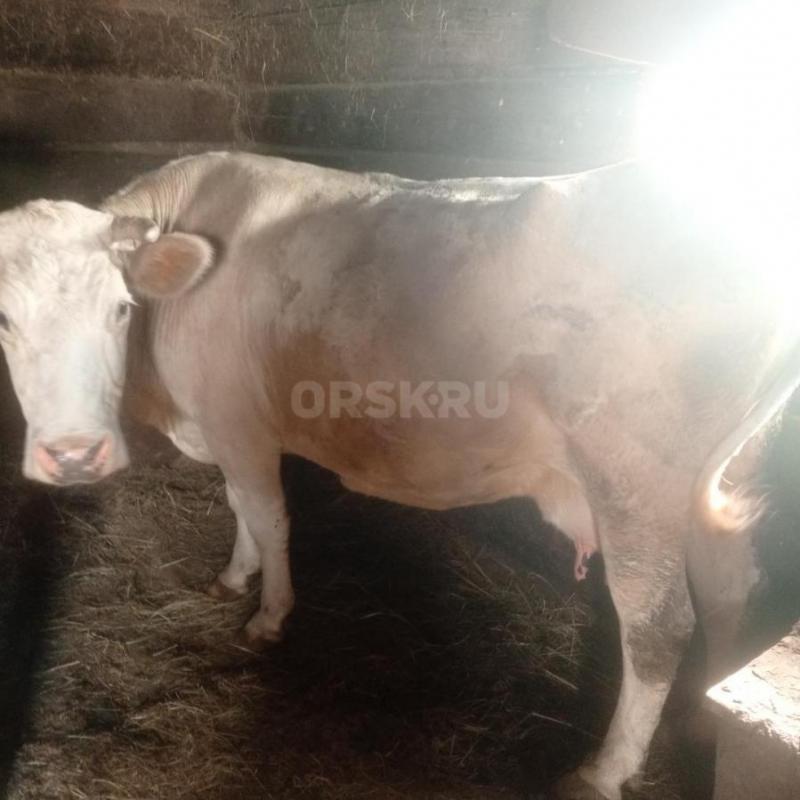Продам корова 7 отелов молочная сейчас даёт 10-12 литров стоит дома не пасётся. - Орск
