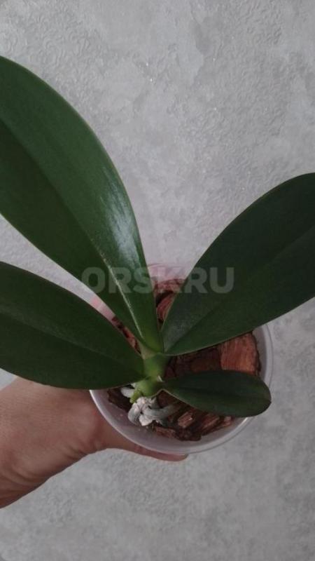 Продам орхидеи из личной коллекции. - Орск