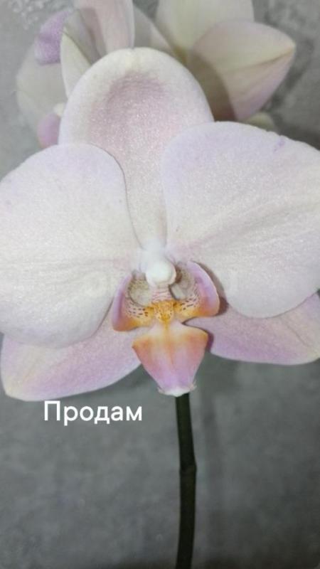 Продам орхидеи из личной коллекции. - Орск