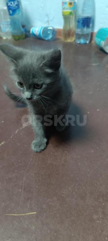 Отдам кошечку в добрые руки. - Орск