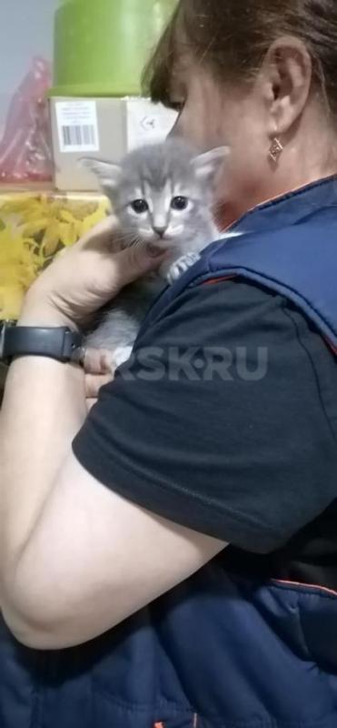 Отдам маленьких симпатичных котят ( девочки ), родились 19.08.2026г. - Орск
