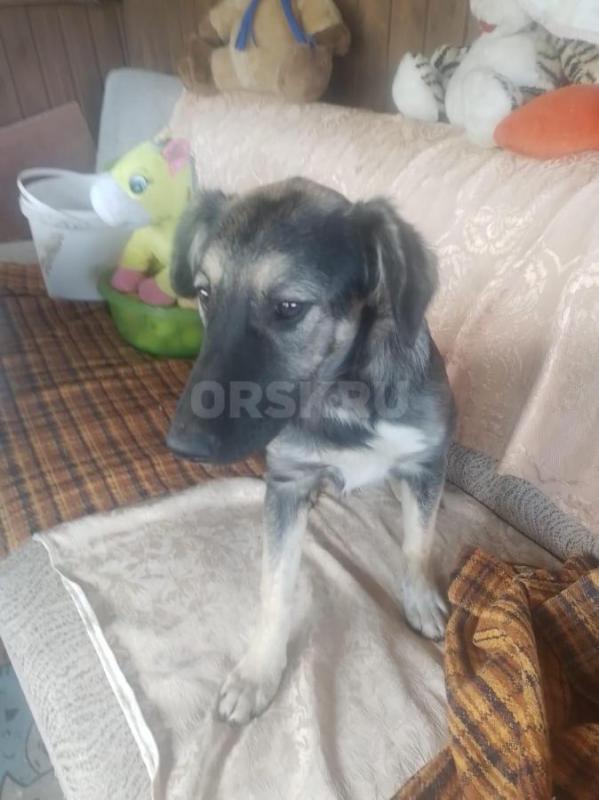 Пристраиваются щеночки, две девочки, стерилизованные. - Орск