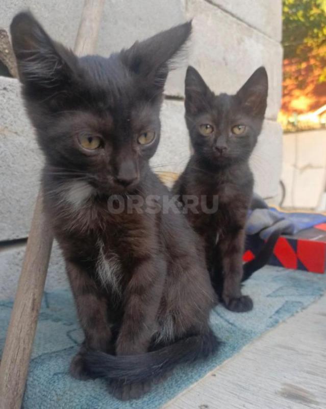 Котята ищут свой дом 
2 игривых мальчика, к лотку приучены, едят сами - Орск