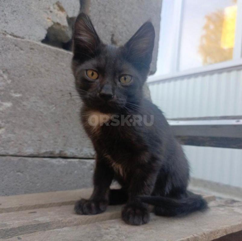 Котята ищут свой дом 
2 игривых мальчика, к лотку приучены, едят сами - Орск