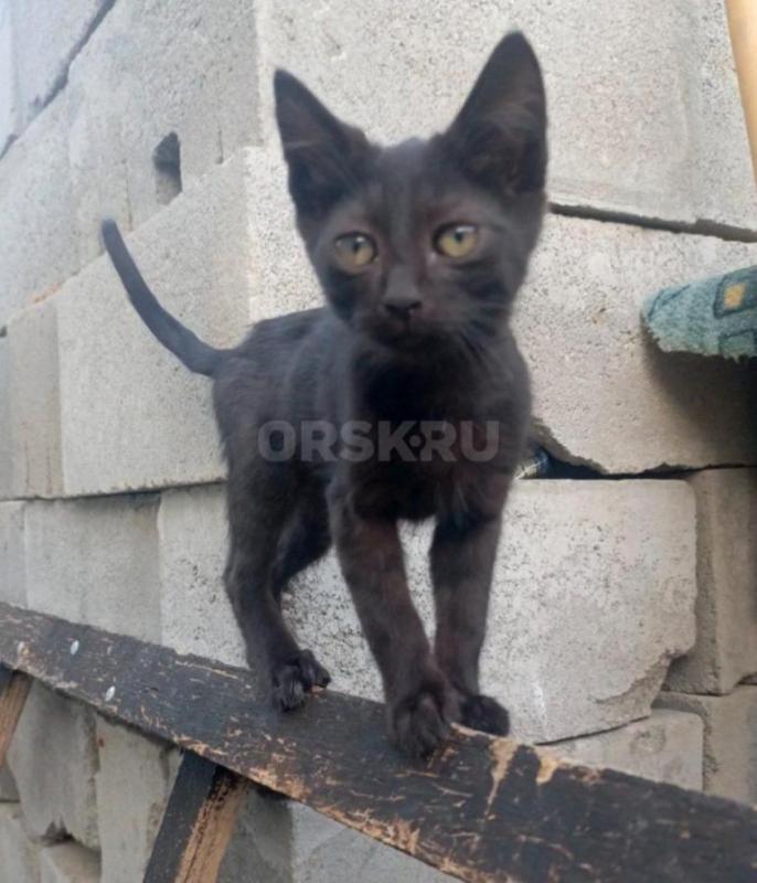 Котята ищут свой дом 
2 игривых мальчика, к лотку приучены, едят сами - Орск