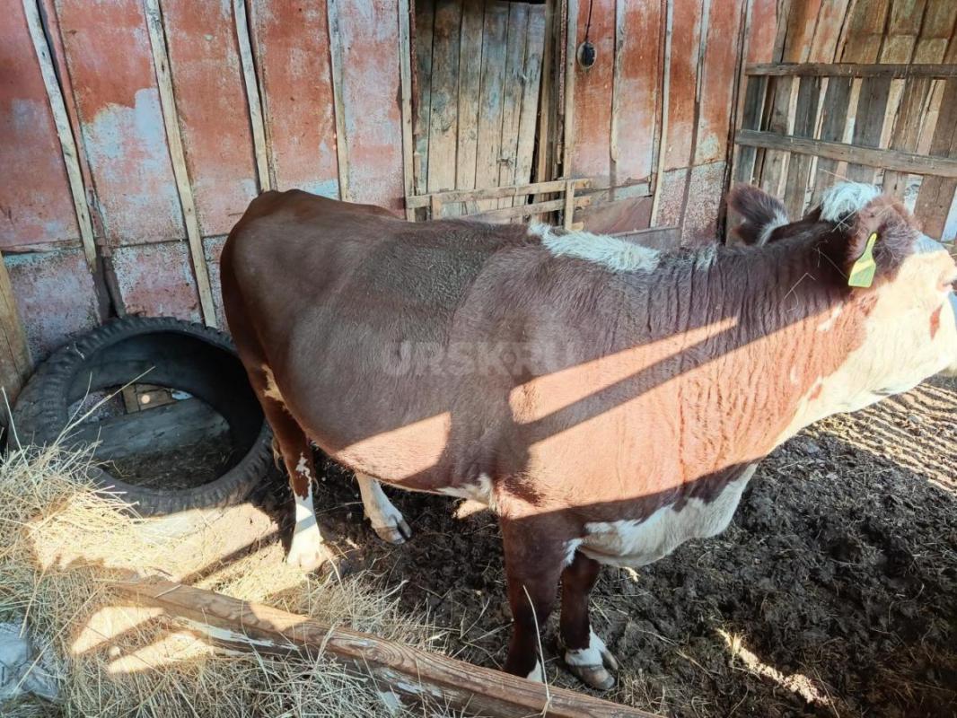 Продам корову 5 лет - Орск