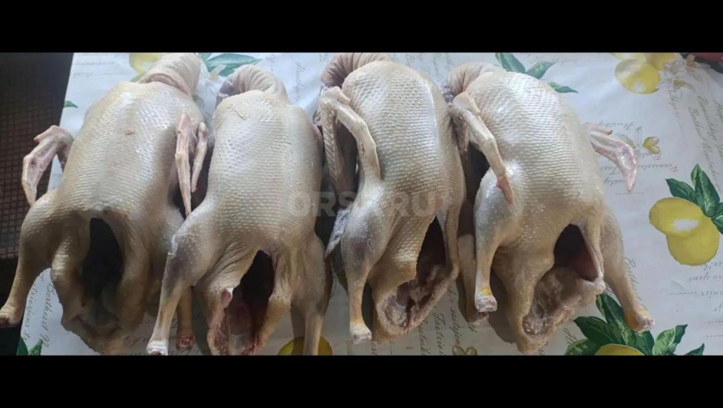 Предлагаем к продаже мясо бройлера 450₽/кг, уточки 600₽/кг, муларды,  гуси 700₽/кг,  Доставка  89538 - Орск