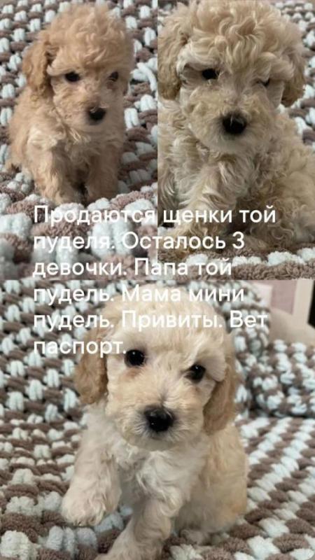 Продаются щенки той пуделя. - Орск