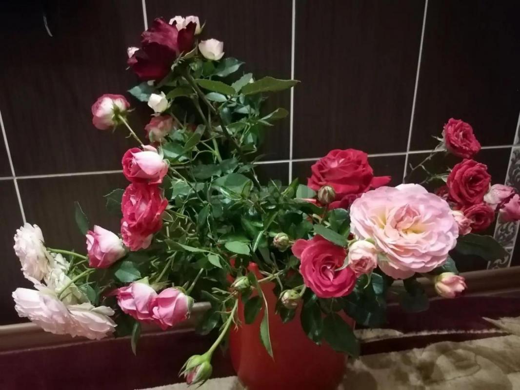 Садовые розы на срез для букета. - Орск