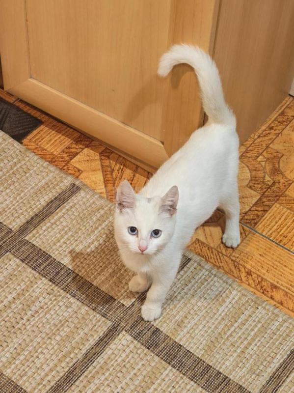 Отдадим замечательного котенка. - Орск