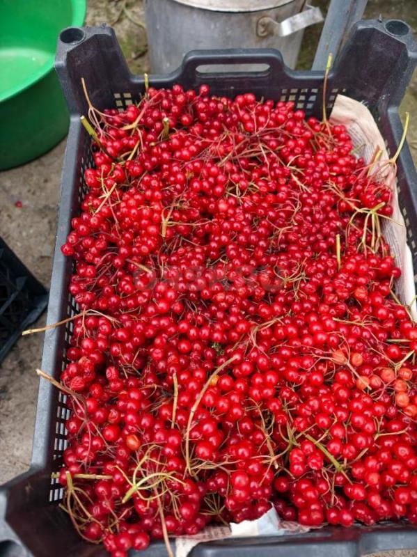 Продам калину по 250 р кг
Ст город - Орск