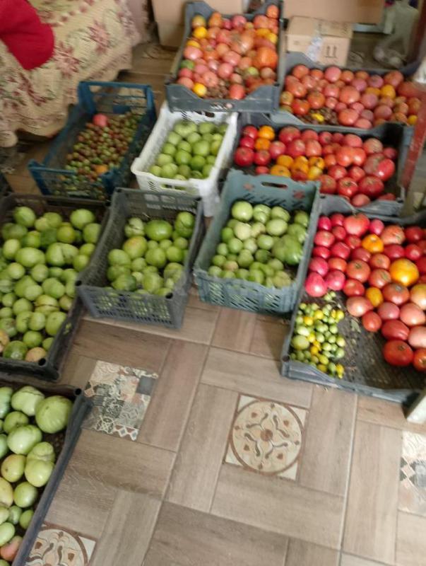 Продам помидоры домашние спелые и зелёные. - Орск