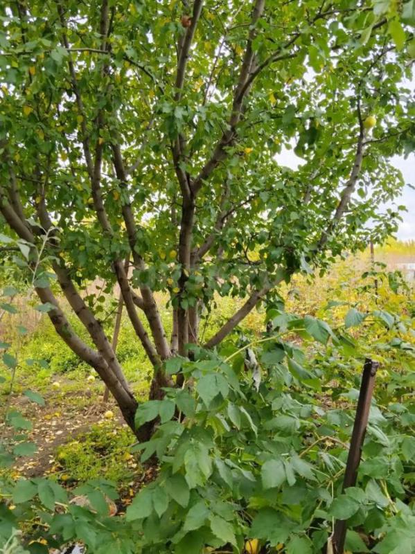 Продается дача, расположенная на участке 6 соток в СНТ (район второй садовой). - Орск