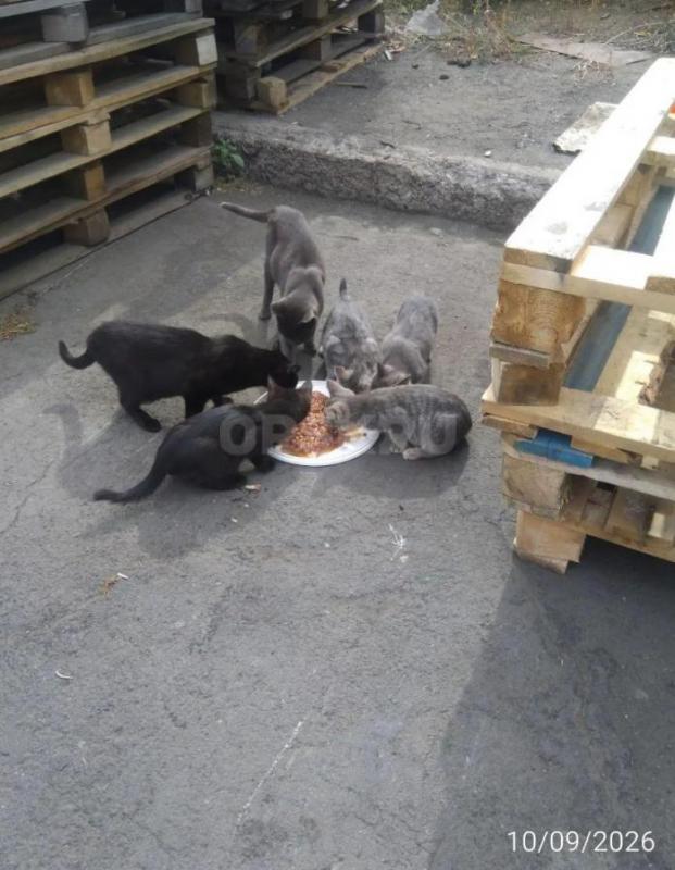 Отдам в добрые руки котят, 4мес., кушают все, мама мышеловка! - Орск