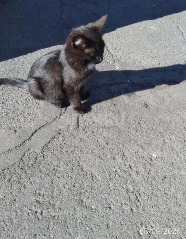 Отдам в добрые руки котят, 4мес., кушают все, мама мышеловка! - Орск