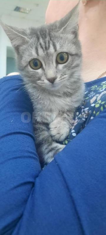 Отдам в добрые руки котят, 4мес., кушают все, мама мышеловка! - Орск