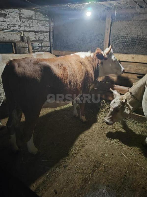 Продам коров. - Орск
