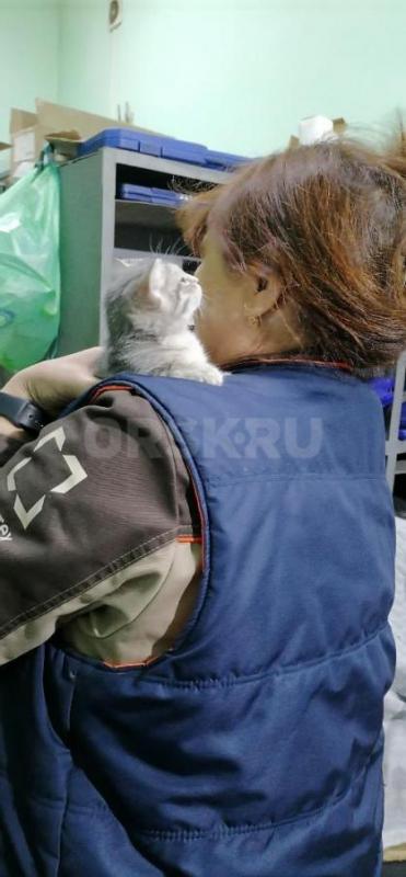 Отдам в добрые руки маленького котёнка (девочка), родилась 19.08.2026г. - Орск