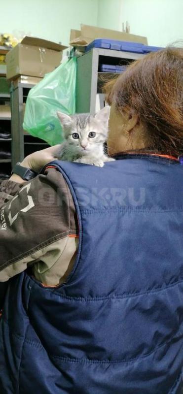 Отдам в добрые руки маленького котёнка (девочка), родилась 19.08.2026г. - Орск