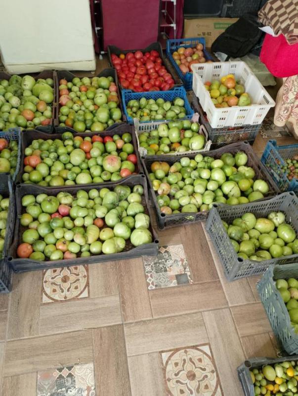 Продам помидоры домашние зелёные. - Орск