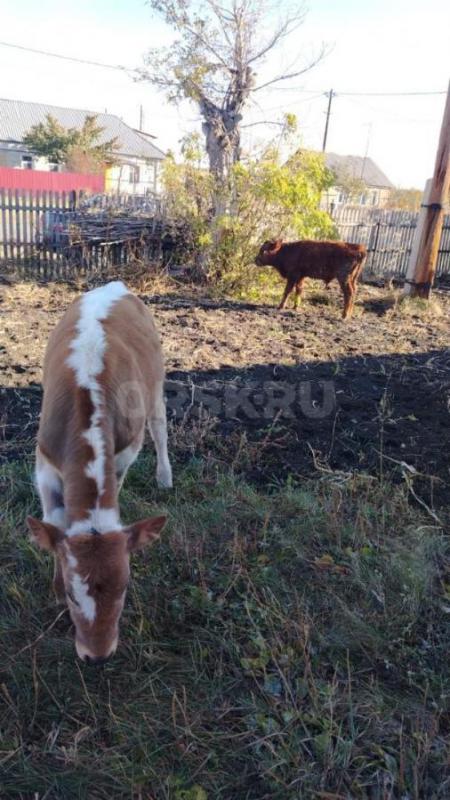 Продам телят 6-8 месячные (телка и бычок) цена за одного теленка . - Орск