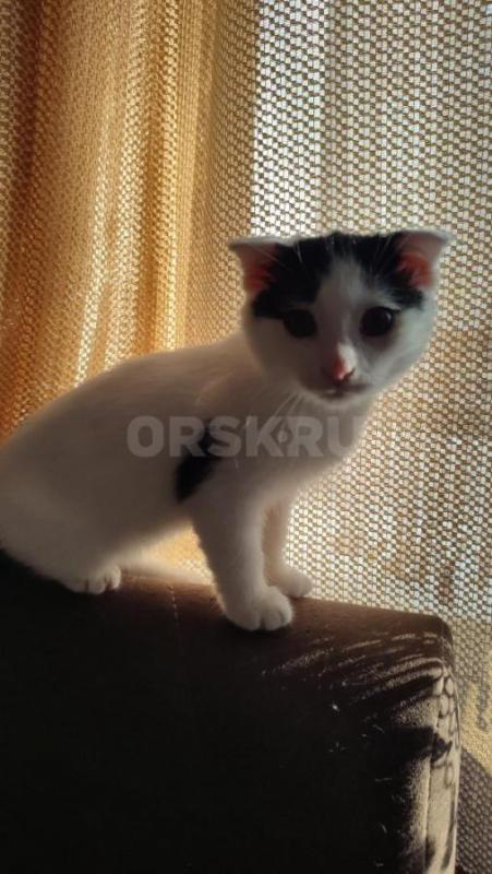 Отдам в хорошие, заботливые руки кошечка ( бел) и котик(черн). - Орск