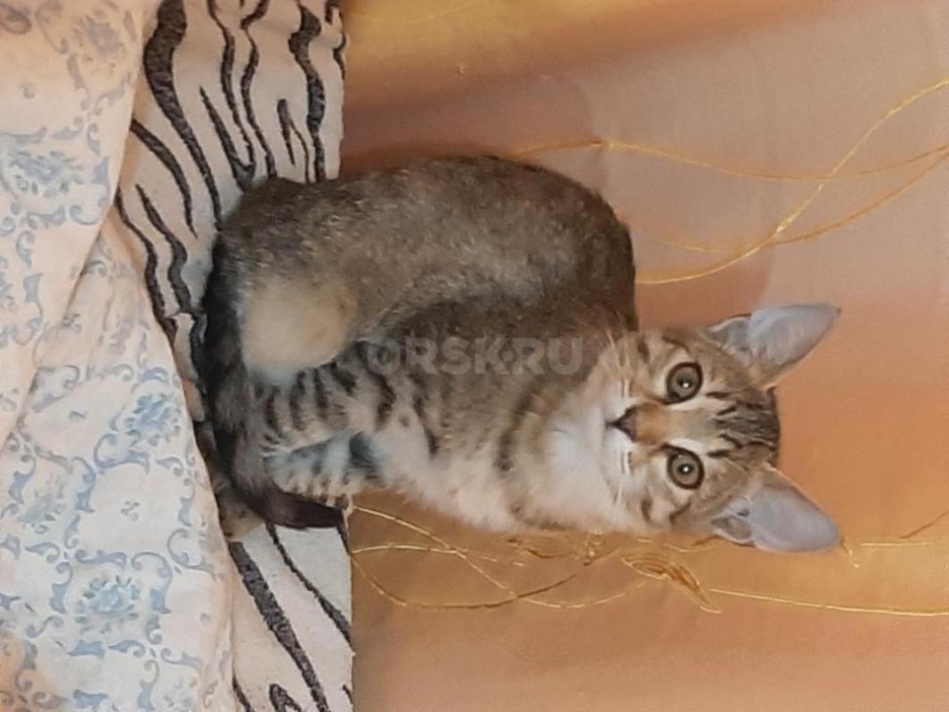 Котенок- девочка 3 месяца, ест все натуральное, к горшку приучена, ласковая, игручая - Орск