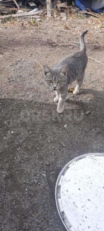 Отдам котят в хорошие руки. 4 месяца кушают всё. - Орск