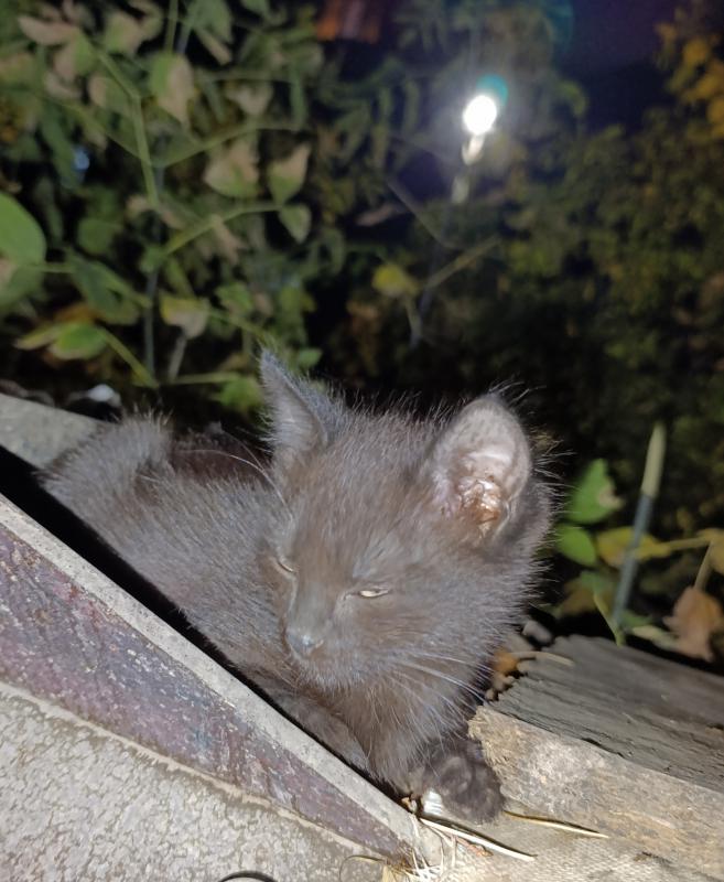Котята ищут дом. - 