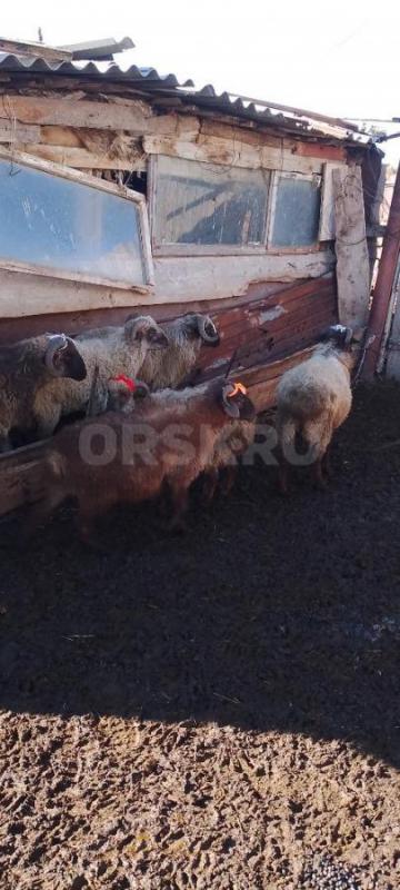 Продам Баранчиков.... - Адамовка