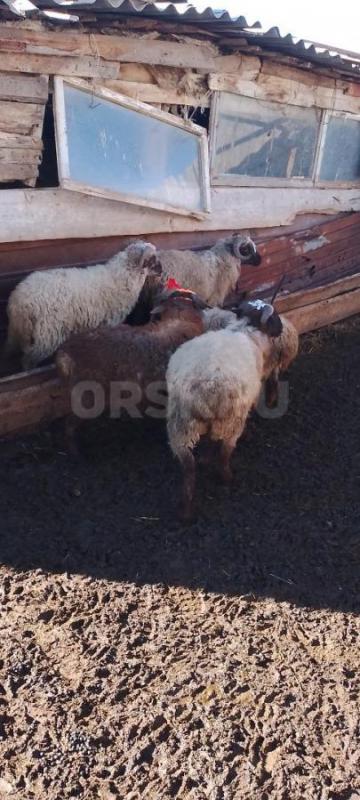 Продам Баранчиков.... - Адамовка