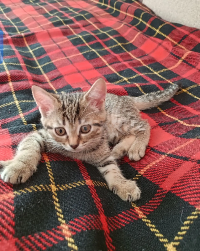Отдам котенка в добрые руки,ест всё,к горшку приучен - Орск