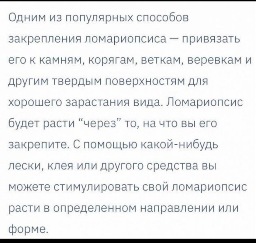 Аквариумное растение Риччия ,порция как на фото 500₽,Также есть Ломариопсис - Орск