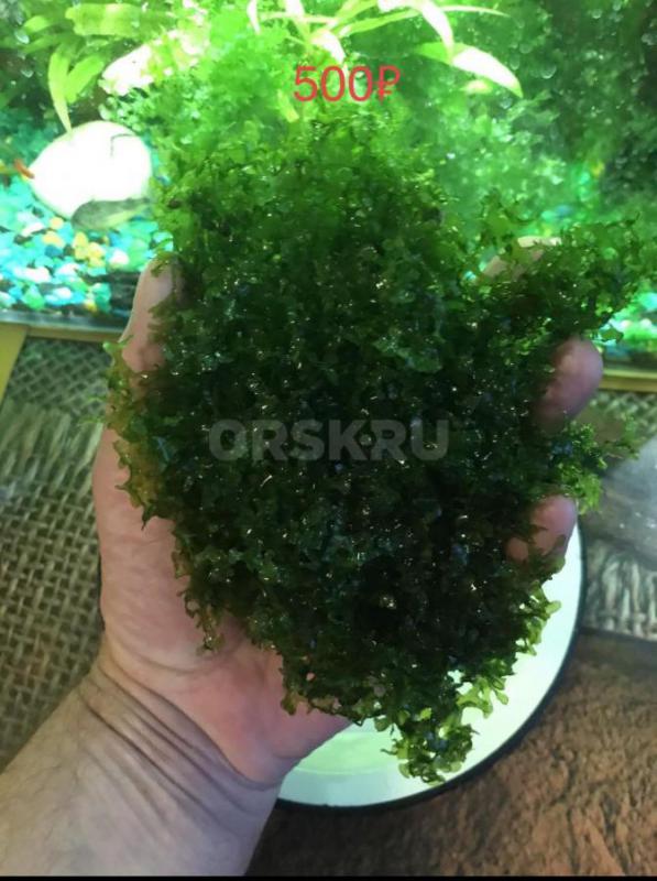 Аквариумное растение Риччия ,порция как на фото 500₽,Также есть Ломариопсис - Орск