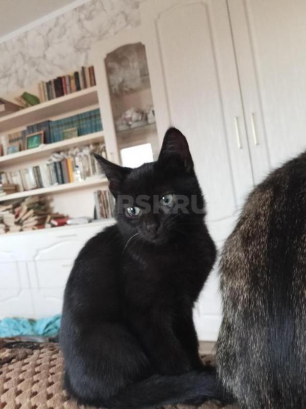 Котята 5 мес. - Орск